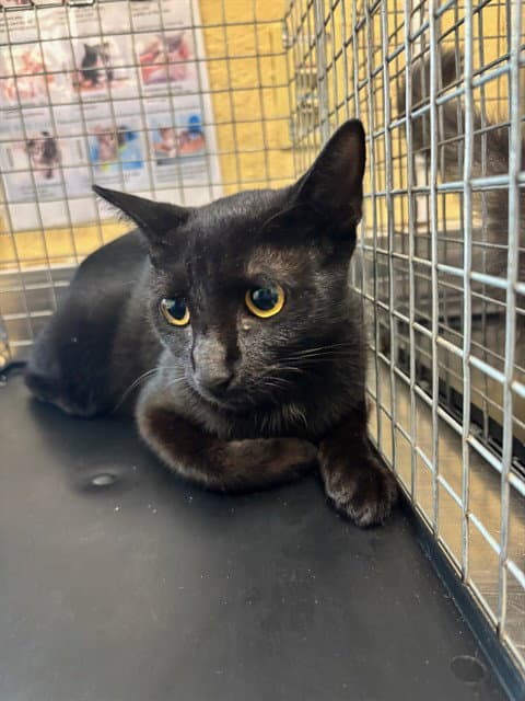 Jasmine - Domestic Short Hair