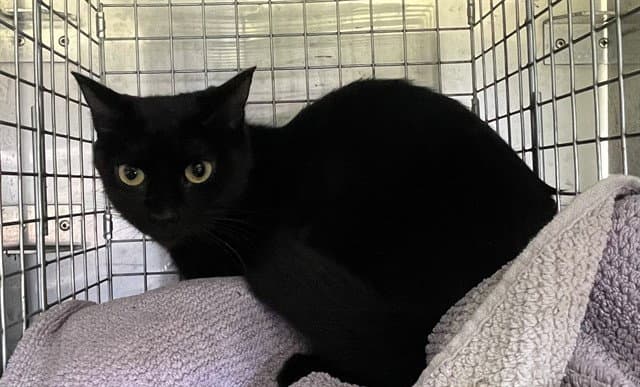 Clementine - Domestic Short Hair
