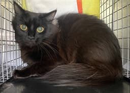 Cleo image 1