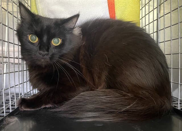 Cleo - Domestic Long Hair