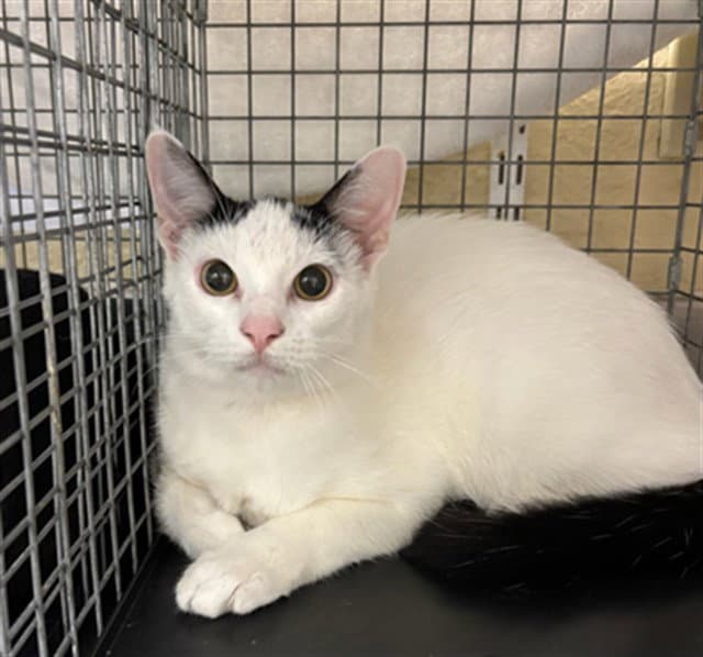 Larry - Domestic Short Hair