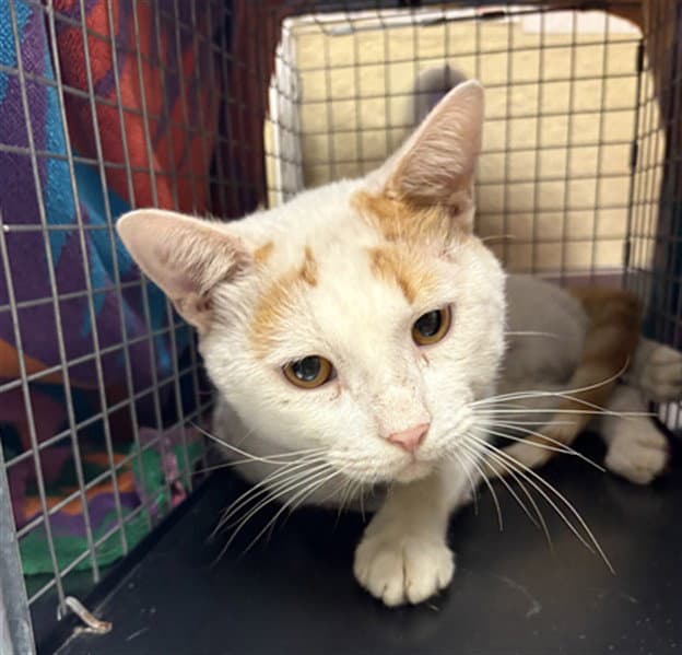 Barney - Domestic Short Hair