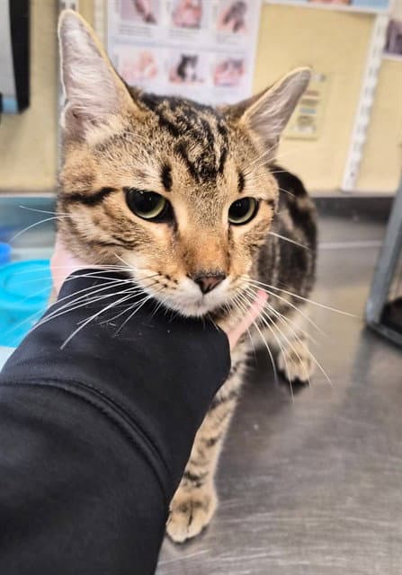Eddy - Domestic Short Hair
