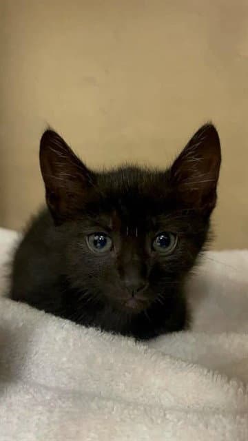 Jermaine - Domestic Short Hair