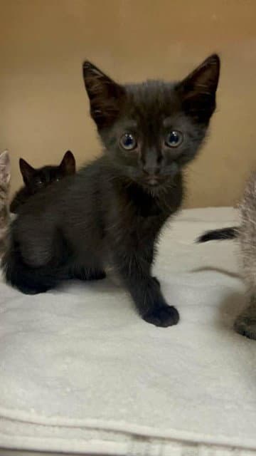 Jackie - Domestic Short Hair