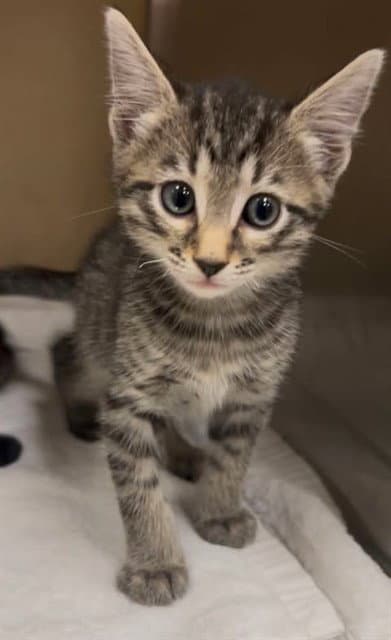 Michael - Domestic Short Hair