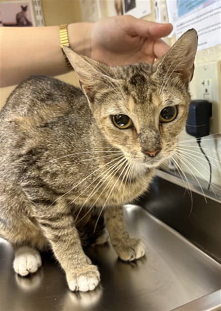 Honey Lemon - Domestic Short Hair