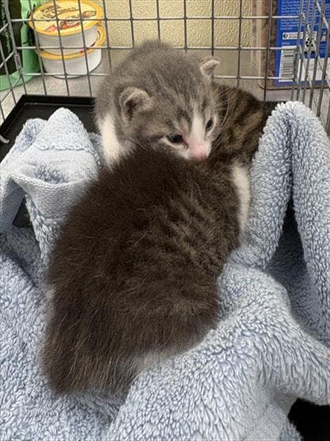Earl Gray - Domestic Short Hair