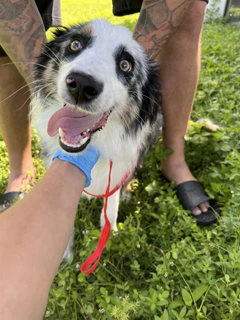 Canyon - Australian Shepherd