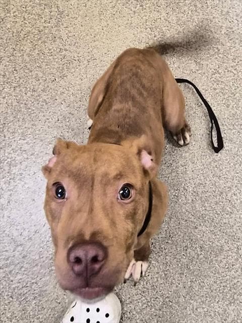 Truffles - Pit Bull Terrier