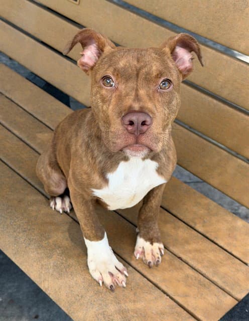 Truffles - Pit Bull Terrier