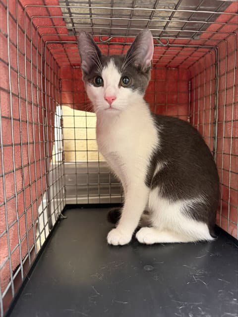 Unknown - Domestic Short Hair