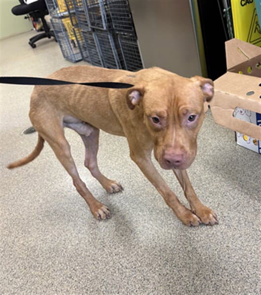 Timmy - Pit Bull Terrier