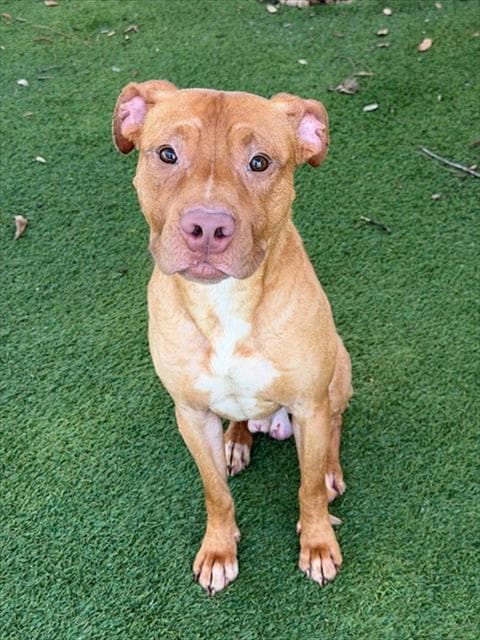 Timmy - Pit Bull Terrier