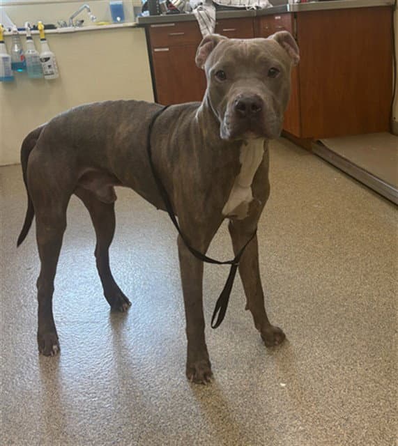 Kimbo - Pit Bull Terrier