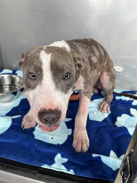 Lord Beaumont - Pit Bull Terrier