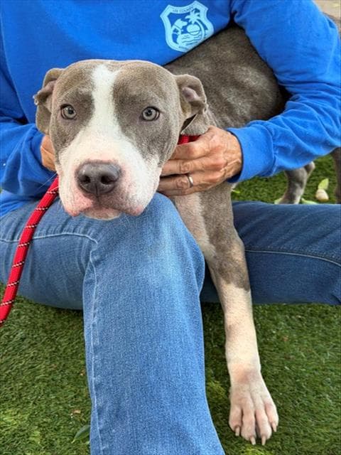 Lord Beaumont - Pit Bull Terrier