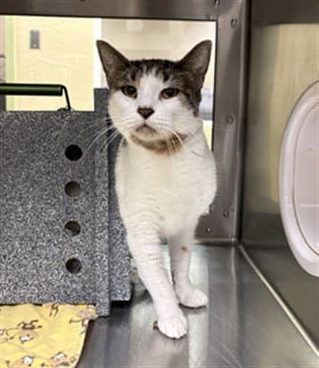 Joyce - Domestic Short Hair