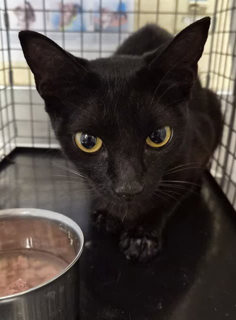 Emerald - Domestic Short Hair