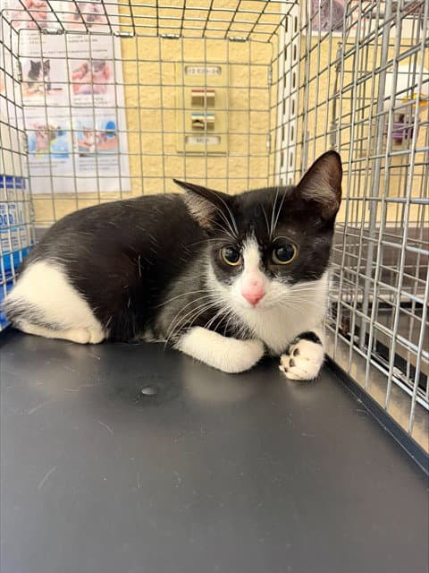 Jade - Domestic Short Hair