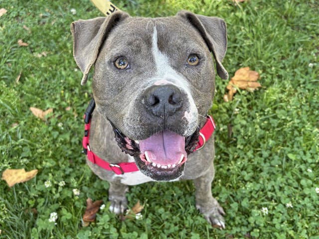 Knight - Pit Bull Terrier