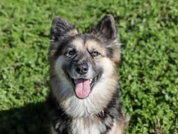 Chula image 1