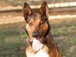 Dani image 1