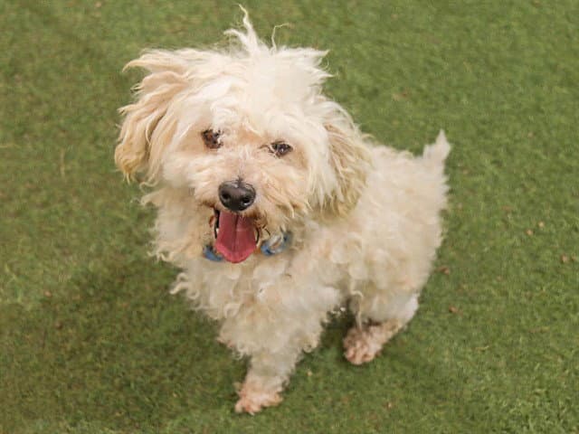 Gomez - Poodle (Miniature)