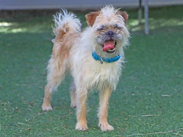 Broccoli - Border Terrier