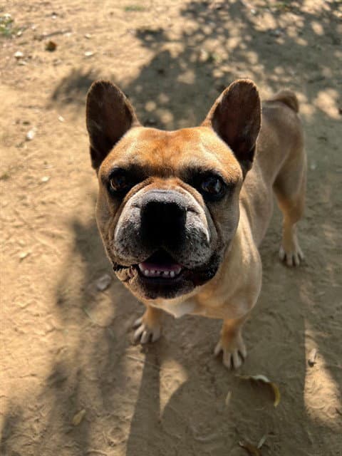 Chauncey - French Bulldog