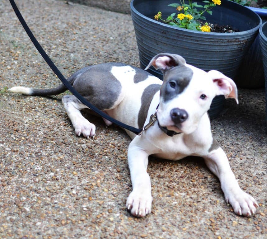 Milo - Pit Bull Terrier