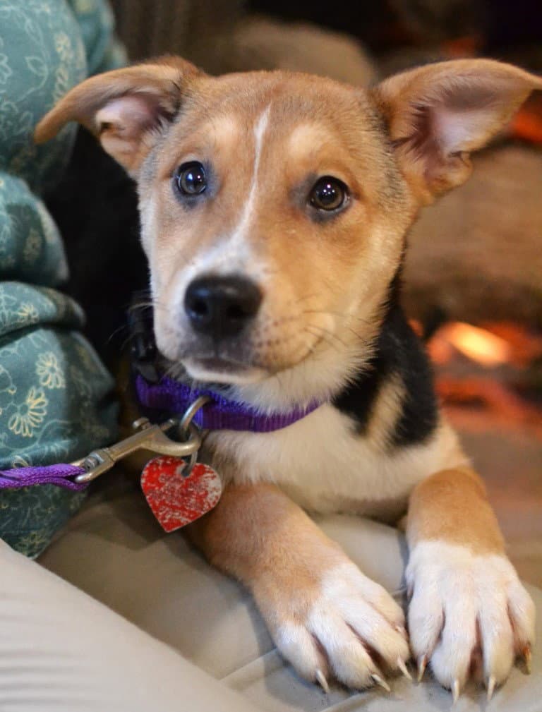 Poppy - Jack Russell Terrier