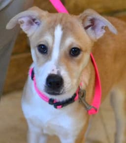 Pippa image 1