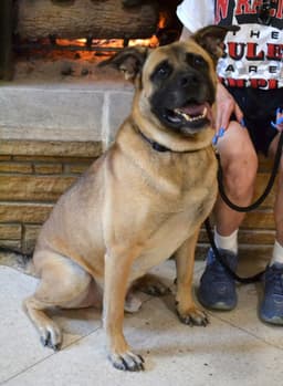 Reggie image 1