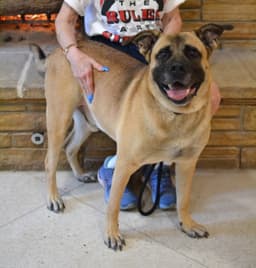 Reggie image 3