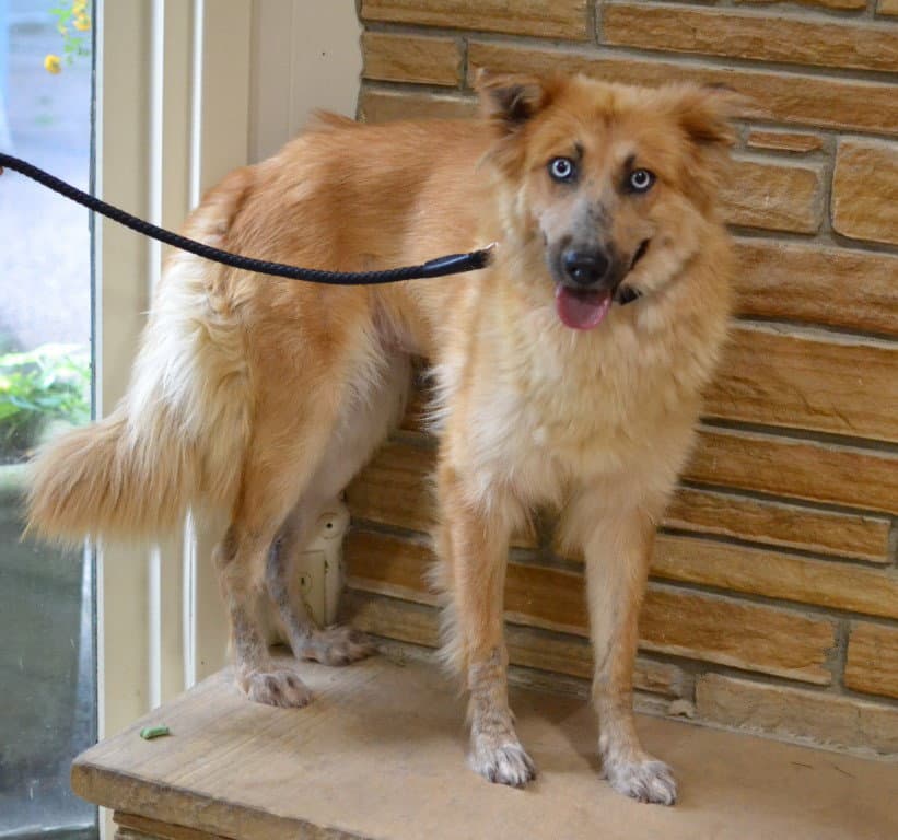 Sasha - German Shepherd Dog