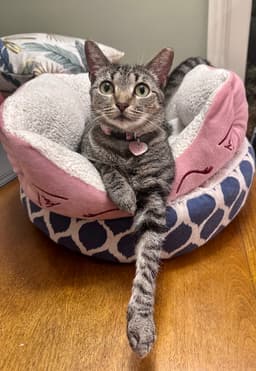 Phoebe image 1