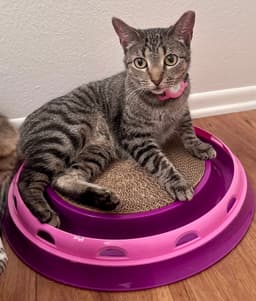 Phoebe image 2