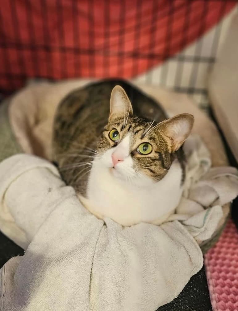 Bella - Domestic Short Hair