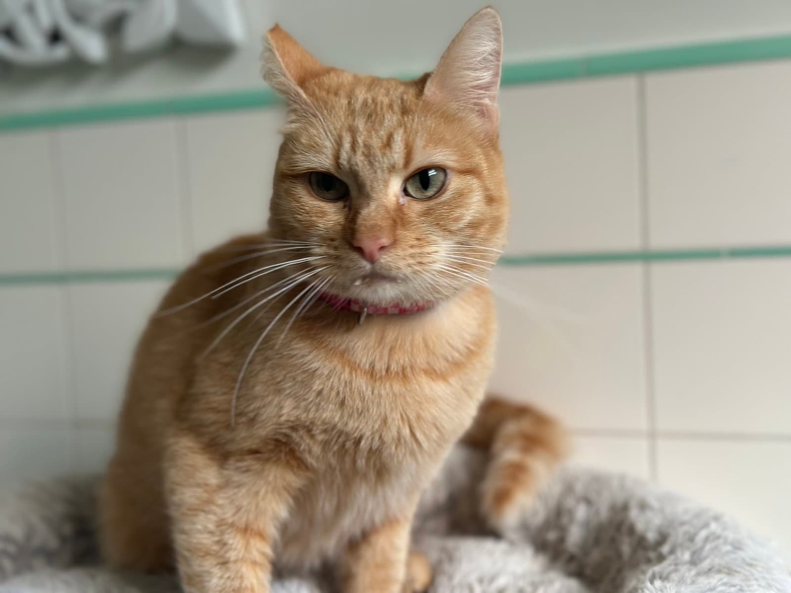 Goldie - Domestic Short Hair