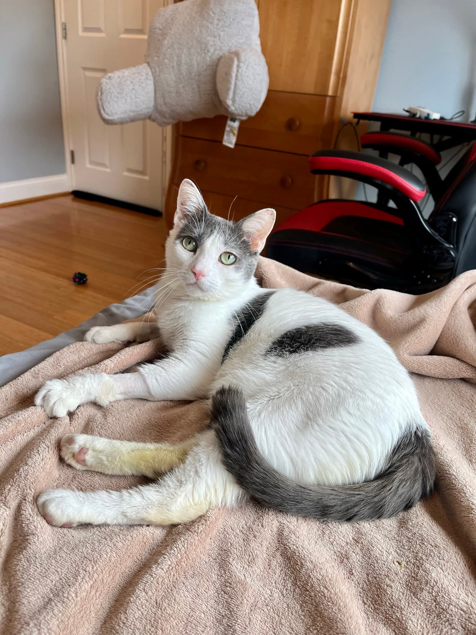 Clover - Domestic Short Hair
