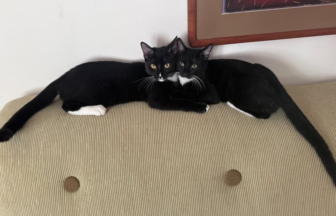 Trixie  Cry Baby - Tuxedo