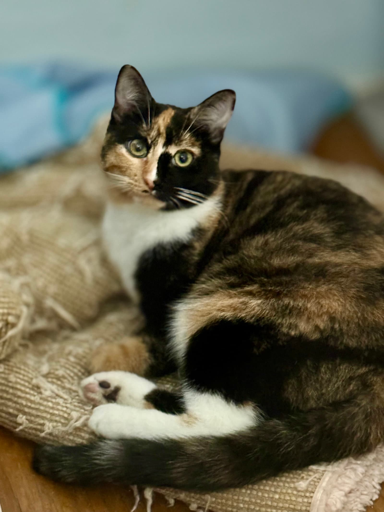 Belli - Domestic Short Hair