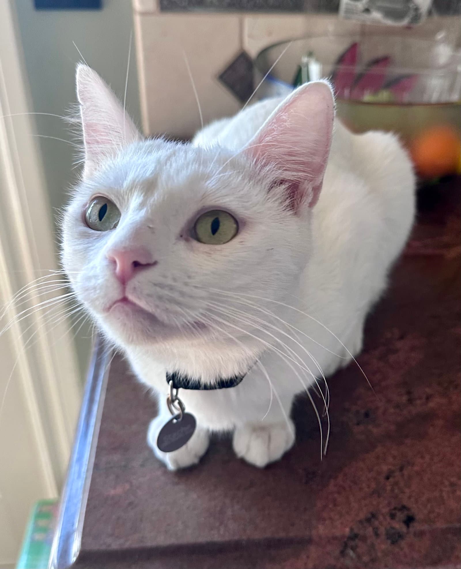 Milky Man - Domestic Short Hair