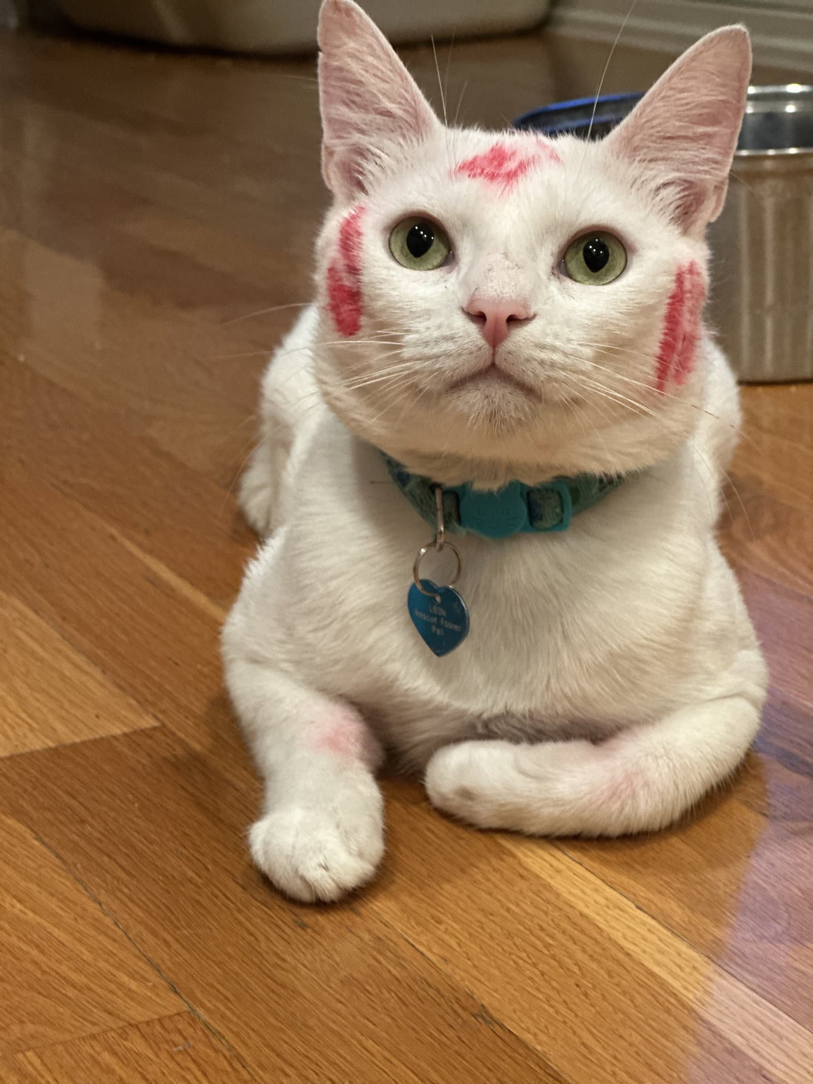 Milky Man - Domestic Short Hair