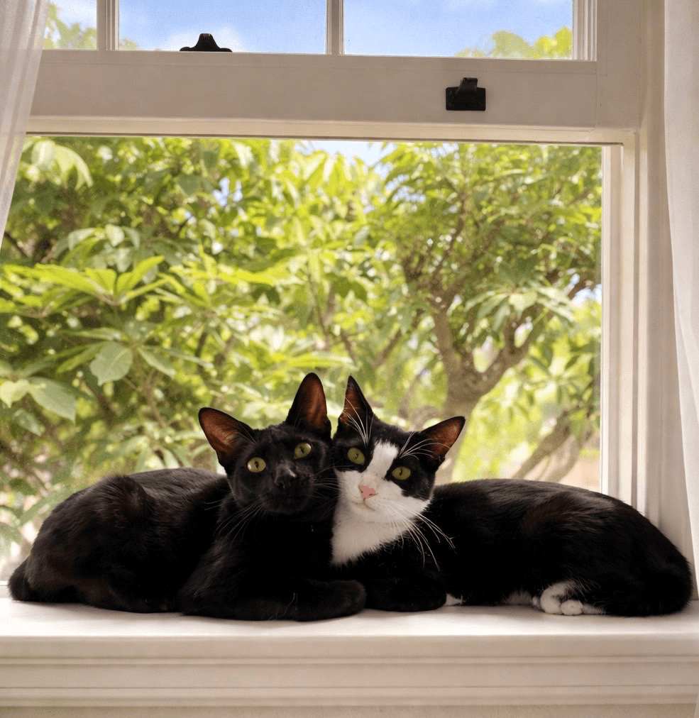 Mr Bing Bing  Ms Ming Ming - Tuxedo