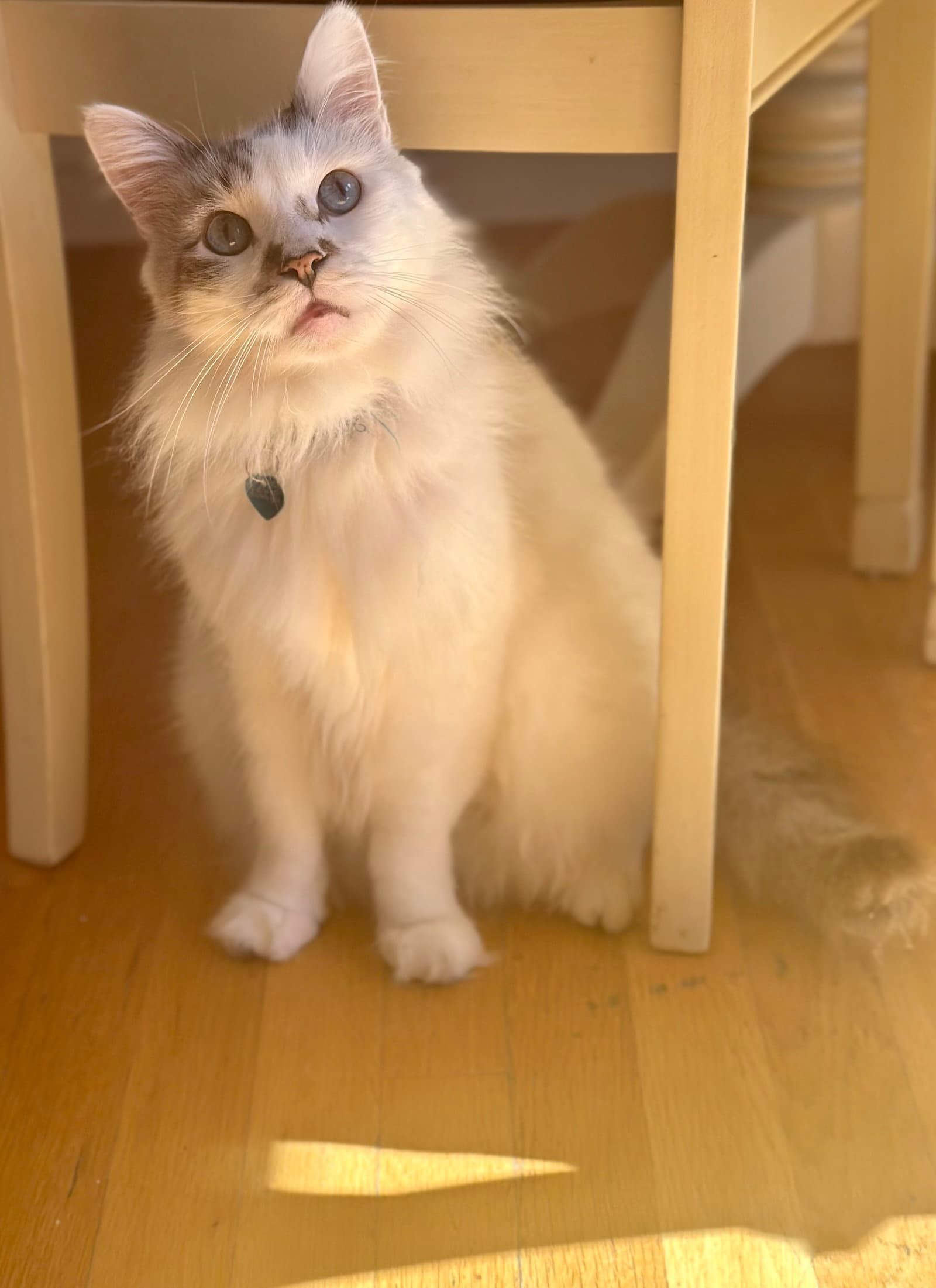 Marshmallow Ragdoll - Ragdoll
