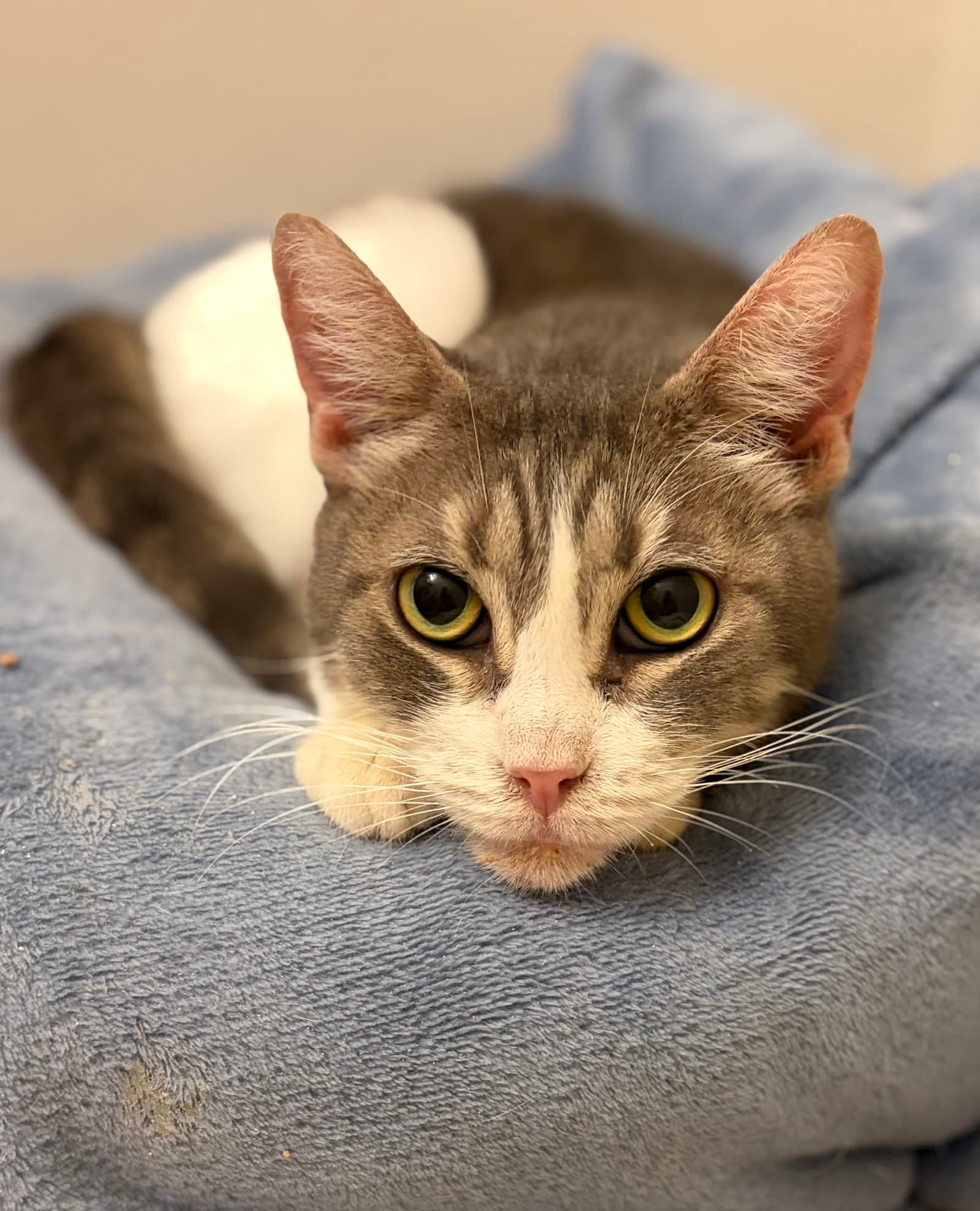 Snooki - Domestic Short Hair