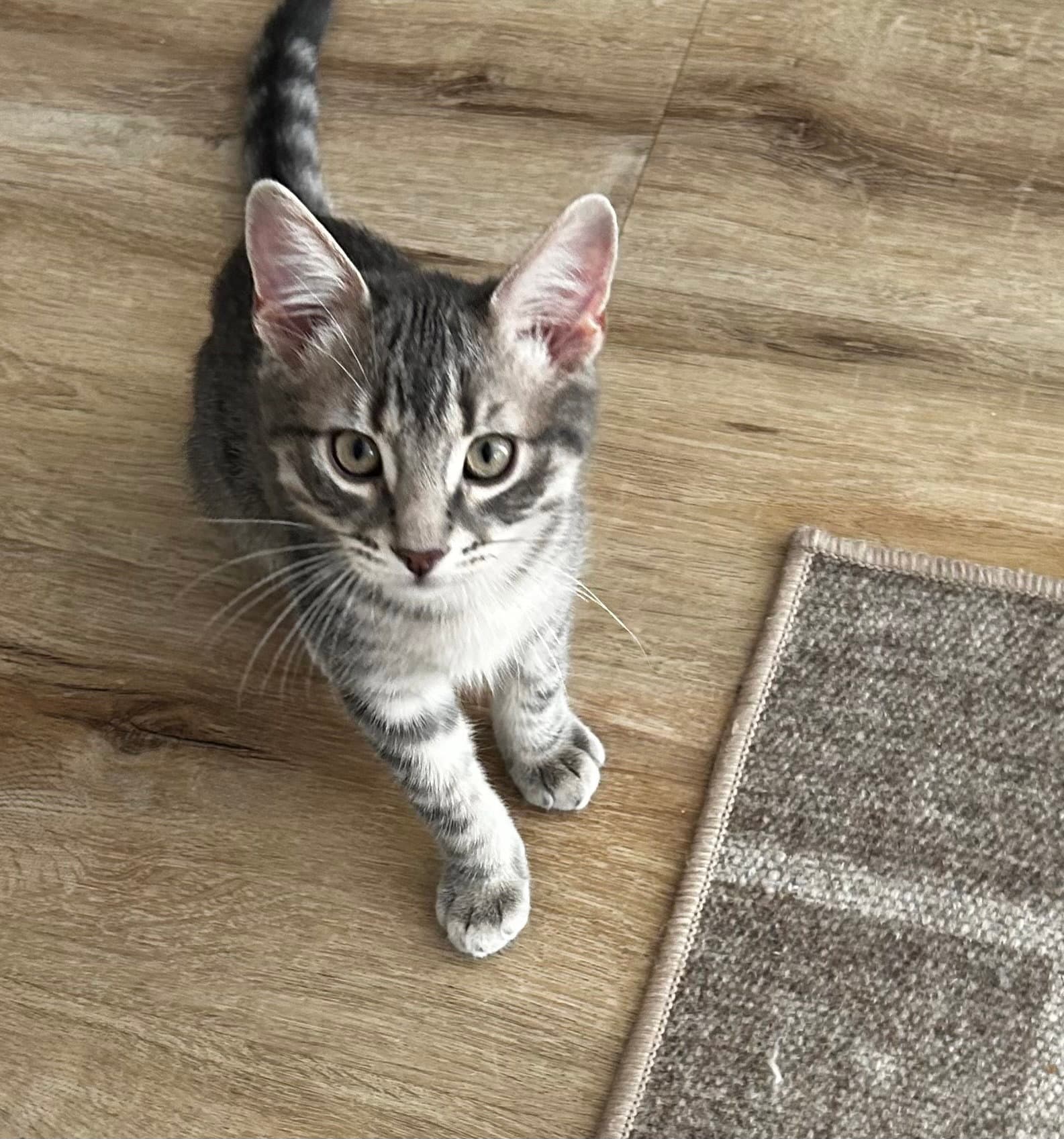 Ellison  Fitz - Domestic Short Hair