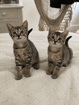 Sweet Pea  Purrcy image 1